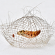 Image for article titled A year’s worth of surprising and poignant nature photos